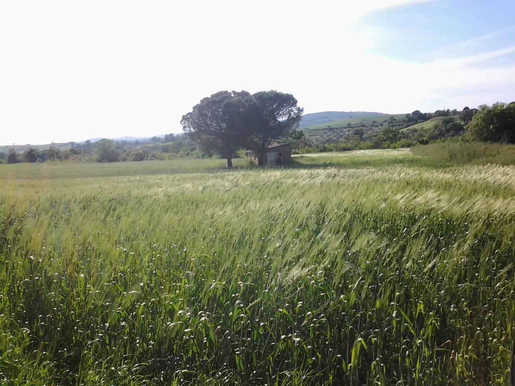 Bio Agriturismo Il Torrione Saturnia Eksteriør bilde
